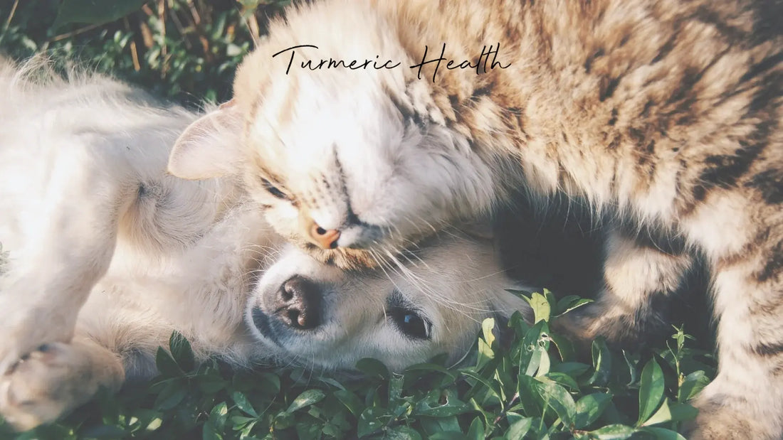 Turmeric Supports Your Pet’s Joint Health